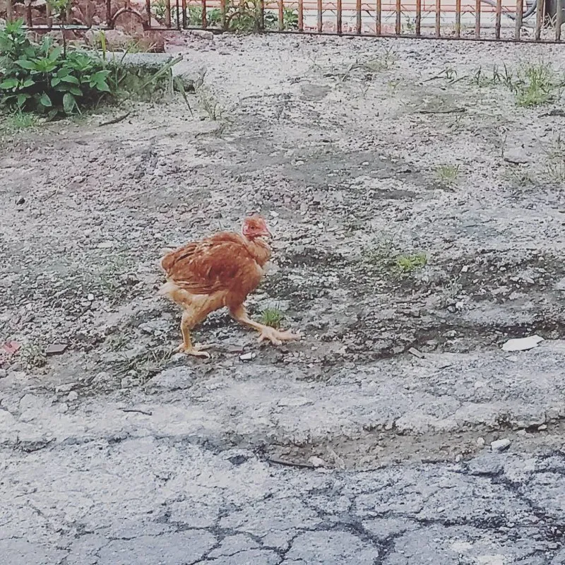 Imagem da minha rua em São Bernardo do Campo, com uma galinha passeando por ali